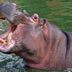 Hippopotamus