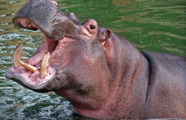 Hippopotamus – Hippopotamus amphibious