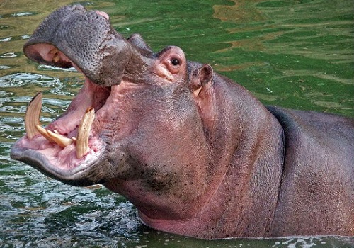 Hippopotamus – Hippopotamus amphibious | Facts About Animals