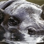 Pygmy Hippo