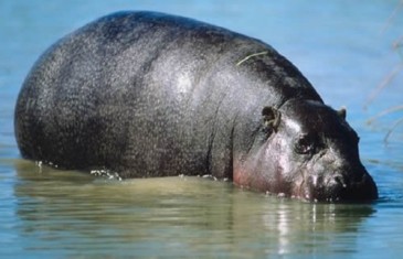 Pygmy Hippopotamus – Cheropsis liberiensis