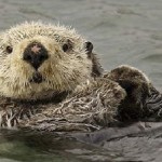 Sea otter