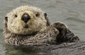 Sea Otter – Enhydra lutris