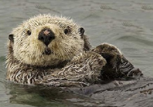 Sea Otter – Enhydra lutris | Facts About Animals