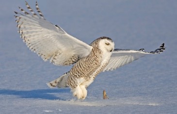 Snowy Owl – Bubo scandiacus