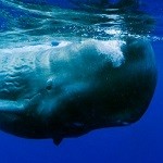 Sperm Whale 2