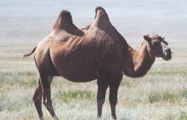 Wild Bactrian Camel – Camelus ferus