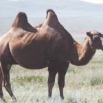 Wild Bactrianh Camel in Mongolia