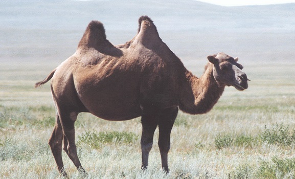 Wild Bactrian Camel in Mongolia