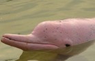 Amazon River Dolphin