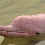 Amazon River Dolphin