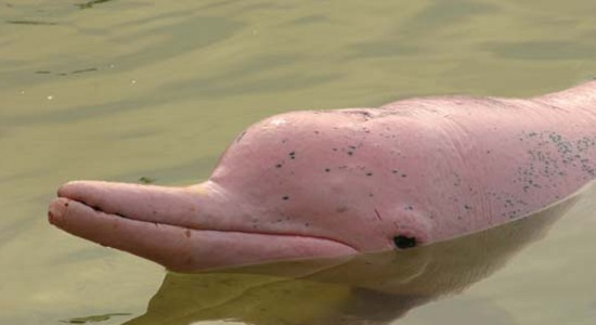 Amazon River Dolphin