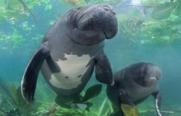 Amazonian Manatee – Trichechus inunguis