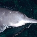 Chinese River Dolphin in captivity