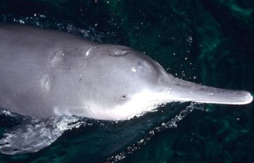 Chinese River Dolphin (Baiji) – Lipotes vexillifer