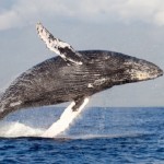 Humpback Whale leaping