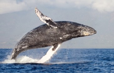 Humpback Whale – Megaptera novaeangliae