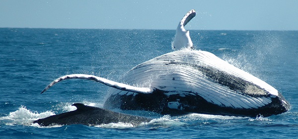 Humpback Whale