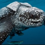 Leatherback Sea Turtle