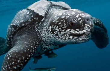 Leatherback Sea Turtle – Dermochelys coriacea
