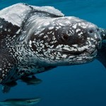 Leatherback Sea Turtle in captivity