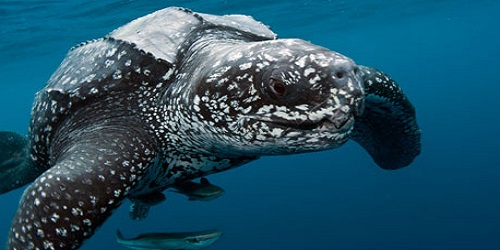 Leatherback Sea Turtle in captivity