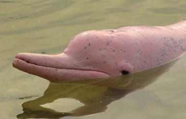 Amazon River Dolphin – Inia geoffrensis