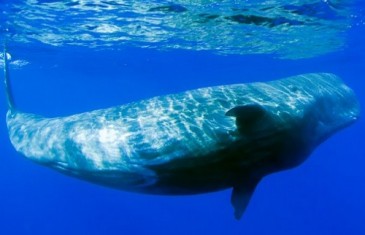 Sperm Whale – Physeter macrocephalus