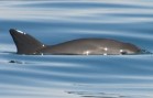 Vaquita Gulf of California