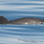 Vaquita Gulf of California