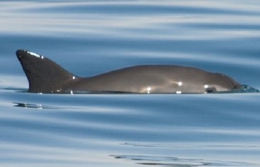 Vaquita – Phocoena Sinus