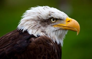 Bald Eagle – Haliaeetus leucocephalus