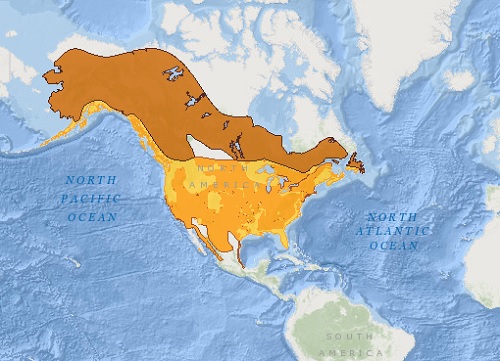 Bald eagle distribution