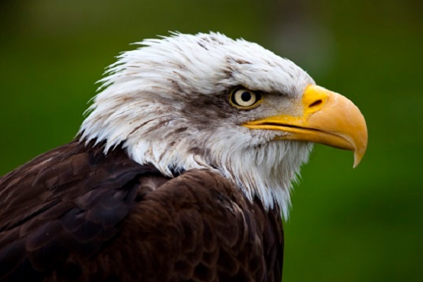 Bald eagle