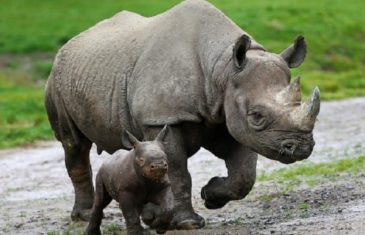Black Rhinoceros – Diceros bicornis