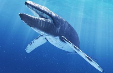 Blue Whale – Balaenoptera musculus
