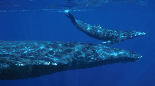 Blue Whale and her calf