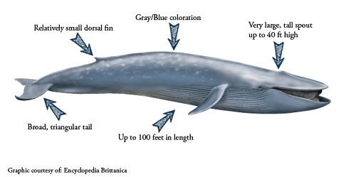 Blue Whale description