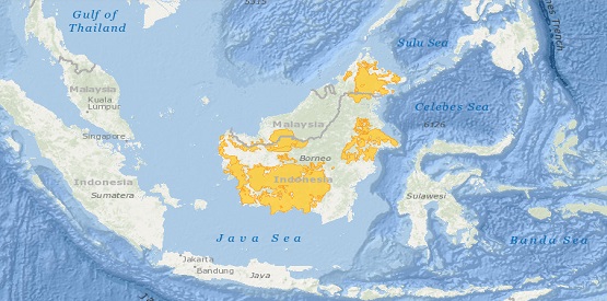 Bornean Orangutan distribution map