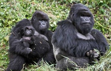 Mountain Gorilla – Gorilla beringei beringei