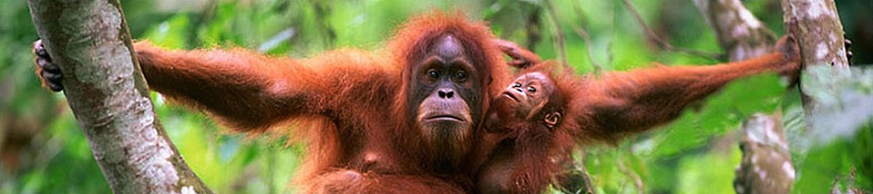 Sumatran Orangutan