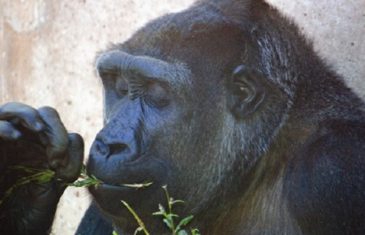 Western Gorilla – Gorilla gorilla
