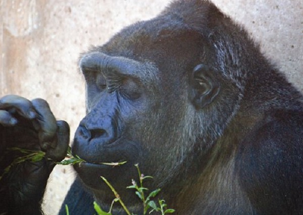 Western Lowland Gorilla