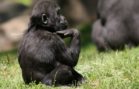 Gunther, a young Western Lowland Gorilla from the Atlanta Zoo