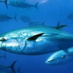 Atlantic Bluefin Tuna