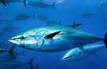 Atlantic Bluefin Tuna – Thunnus thynnus