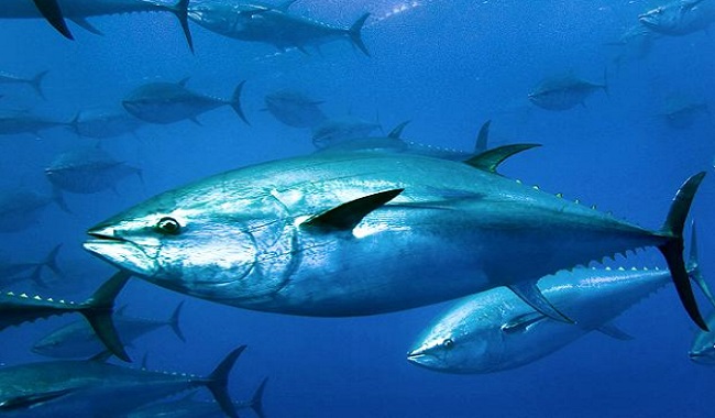 Atlantic Bluefin Tuna