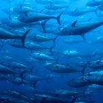Pacific Bluefin Tuna