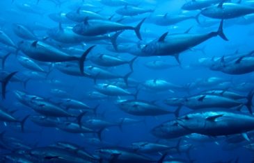 Pacific Bluefin Tuna – Thunnus orientalis