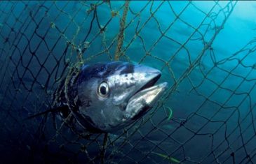 Southern Bluefin Tuna – Thunnus maccoyii